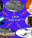 8 CÁCH KHỬ CLO TRONG NƯỚC NHANH VÀ TIẾT KIỆM NHẤT